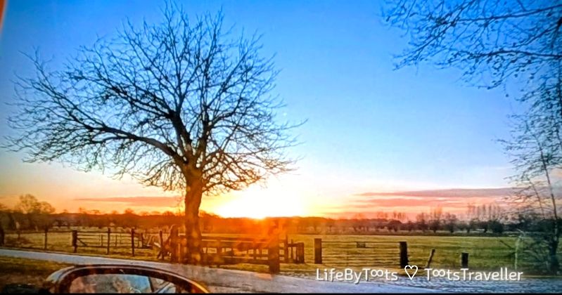 tree of life